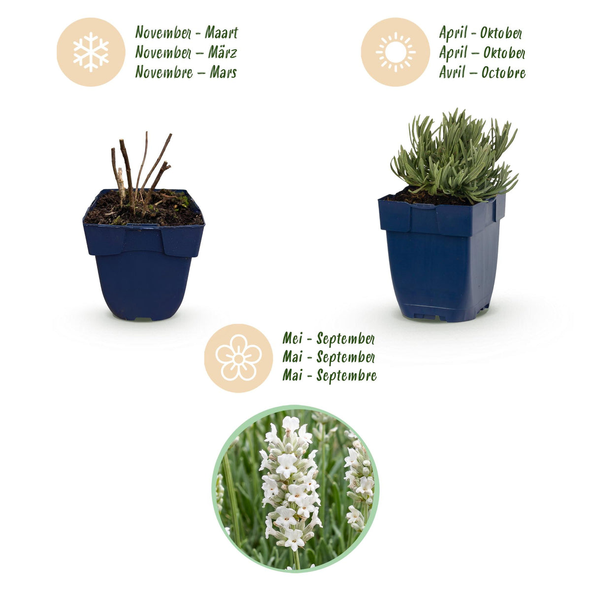 Lavendel 'Hidcote' – Lavandula angustifolia 'Hidcote' – 6 Pflanzen – Topf Ø11cm – Ansicht 4