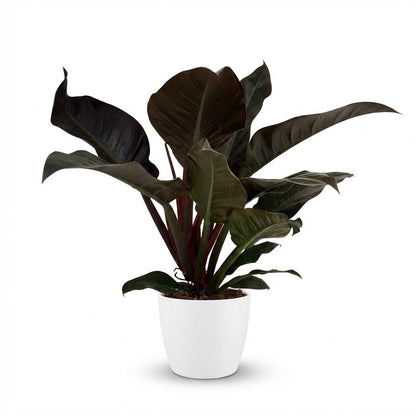 Philodendron Imperial Red Baumfreund 60cm – Zimmerpflanze mit roten Blättern im Übertopf Weiß Ø19cm – glänzendes Laub, kompakter Wuchs – pflegeleicht, luftverbessernd für Wohnung & Büro 