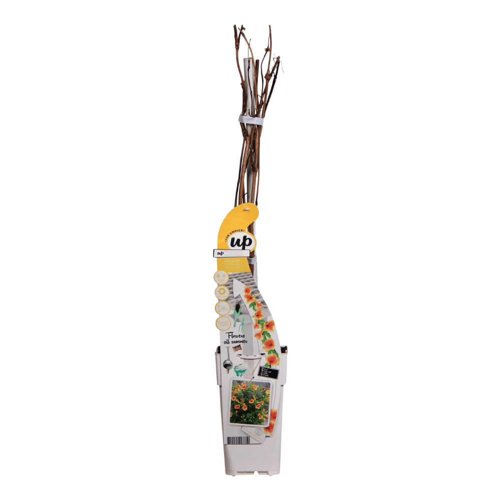Trompetenblume Gelb - Campsis Summer Jazz 'Gold Trumpet' - Ø15cm - ↕65cm 