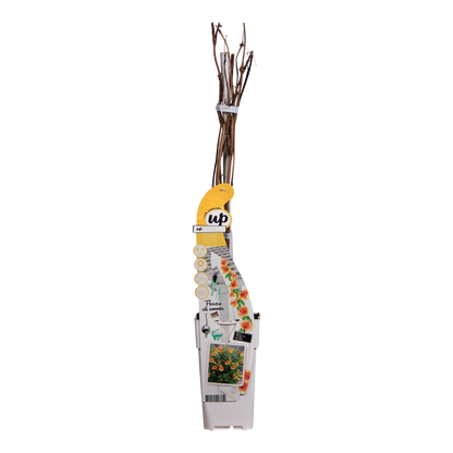 Trompetenblume Gelb - Campsis Summer Jazz 'Gold Trumpet' - Ø15cm - ↕65cm 