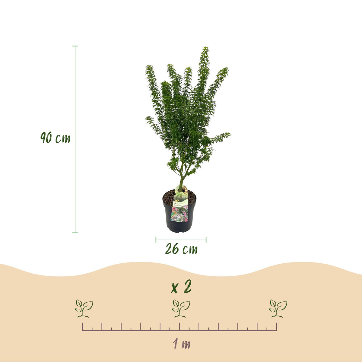 Green boutiQ - Gartenpflanze - Acer palmatum Koto Hime - Japanischer Ahorn - Laubabwerfend - Grün - 1 - Topf 26cm - Höhe 90cm 