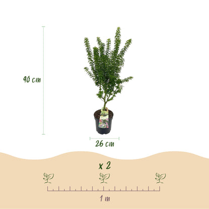 Green boutiQ - Gartenpflanze - Acer palmatum Koto Hime - Japanischer Ahorn - Laubabwerfend - Grün - 1 - Topf 26cm - Höhe 90cm 