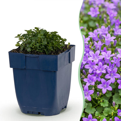Dalmatiner Polster-Glockenblume – Campanula portenschlagiana – 6 Pflanzen – Topf Ø11cm – Ansicht 2