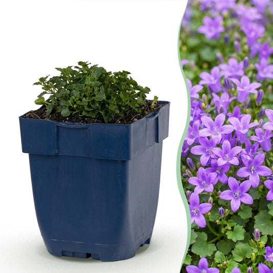Dalmatiner Polster-Glockenblume – Campanula portenschlagiana – 6 Pflanzen – Topf Ø11cm – Ansicht 2