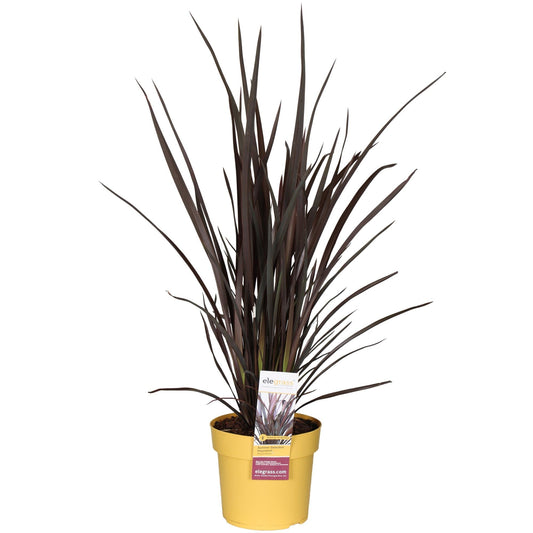 Neuseeländer Flachs – Phormium Rubra Nana – 70 cm hoch – Ø19 cm – Roter Zierflachs für Garten & Terrasse – Immergrüne Strukturpflanze mit schmalem, dekorativem Laub 