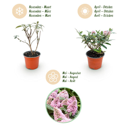 Green boutiQ - Gartenpflanze - Buddleja davidii Butterfly Candy Little Pink - Schmetterlingsstrauch - Kompakt - Rosa - 1 Pflanze - Topf 12cm - Höhe 20-25cm 
