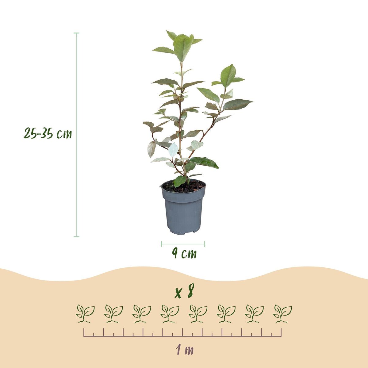 Ölweide 'Compacta' – Elaeagnus ebbingei 'Compacta' – 16 Heckenpflanzen – Topf Ø9cm – Höhe 25-35cm – Ansicht 4