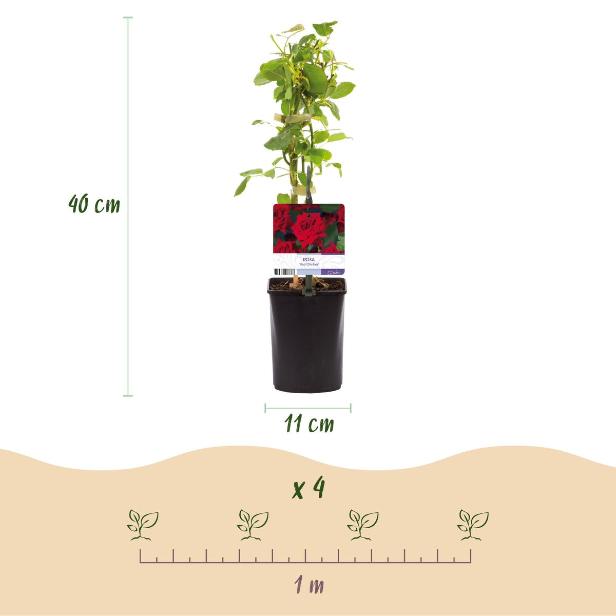 Kletterrose - Rosa Red Climber - Rot - Wenig Pflege - 2 Pflanzen - Topf 11cm Höhe 40cm 