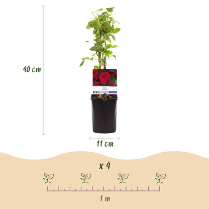 Kletterrose - Rosa Red Climber - Rot - Wenig Pflege - 2 Pflanzen - Topf 11cm Höhe 40cm 