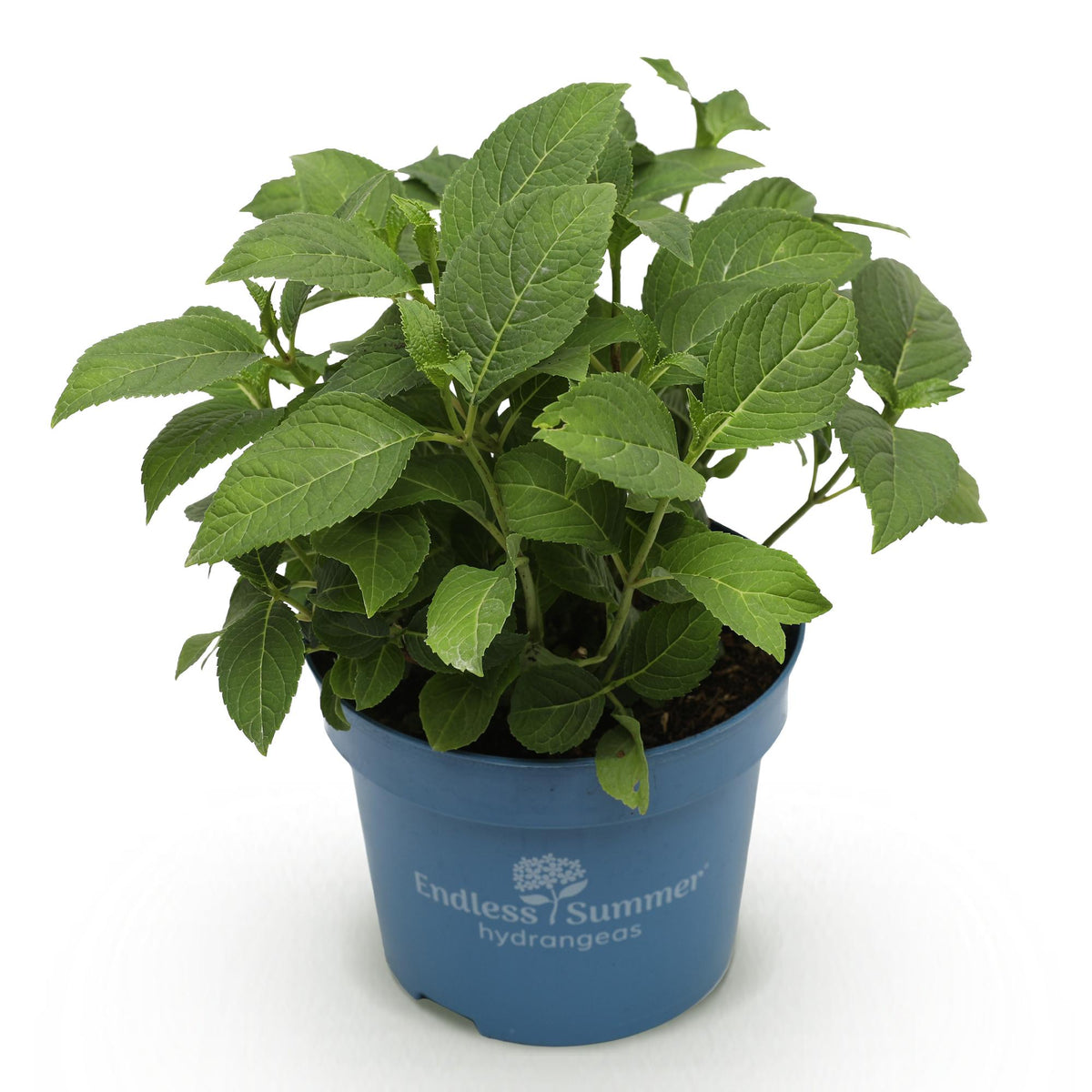 Green boutiQ - Gartenpflanze - Hydrangea Endless Summer Summer Love Red - Hortensie - Winterhart - Rot - 1 Pflanze - Topf 14cm - Höhe 20-25cm 
