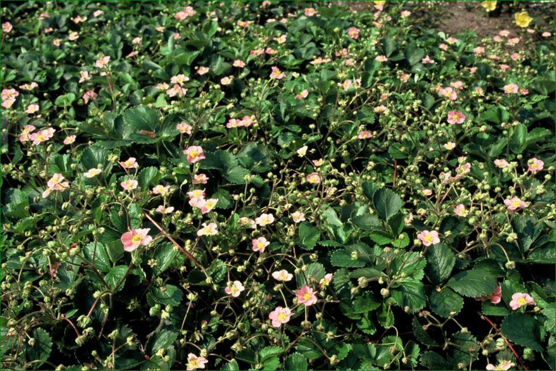 Wald-Erdbeere – Fragaria vesca – ↑10-25cm – Ø9cm – 6 Pflanzen – Bodendecker & Früchte, pflegeleicht, süße essbare Beeren 