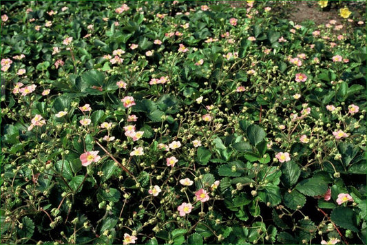 Wald-Erdbeere – Fragaria vesca – ↑10-25cm – Ø9cm – 6 Pflanzen – Bodendecker & Früchte, pflegeleicht, süße essbare Beeren 