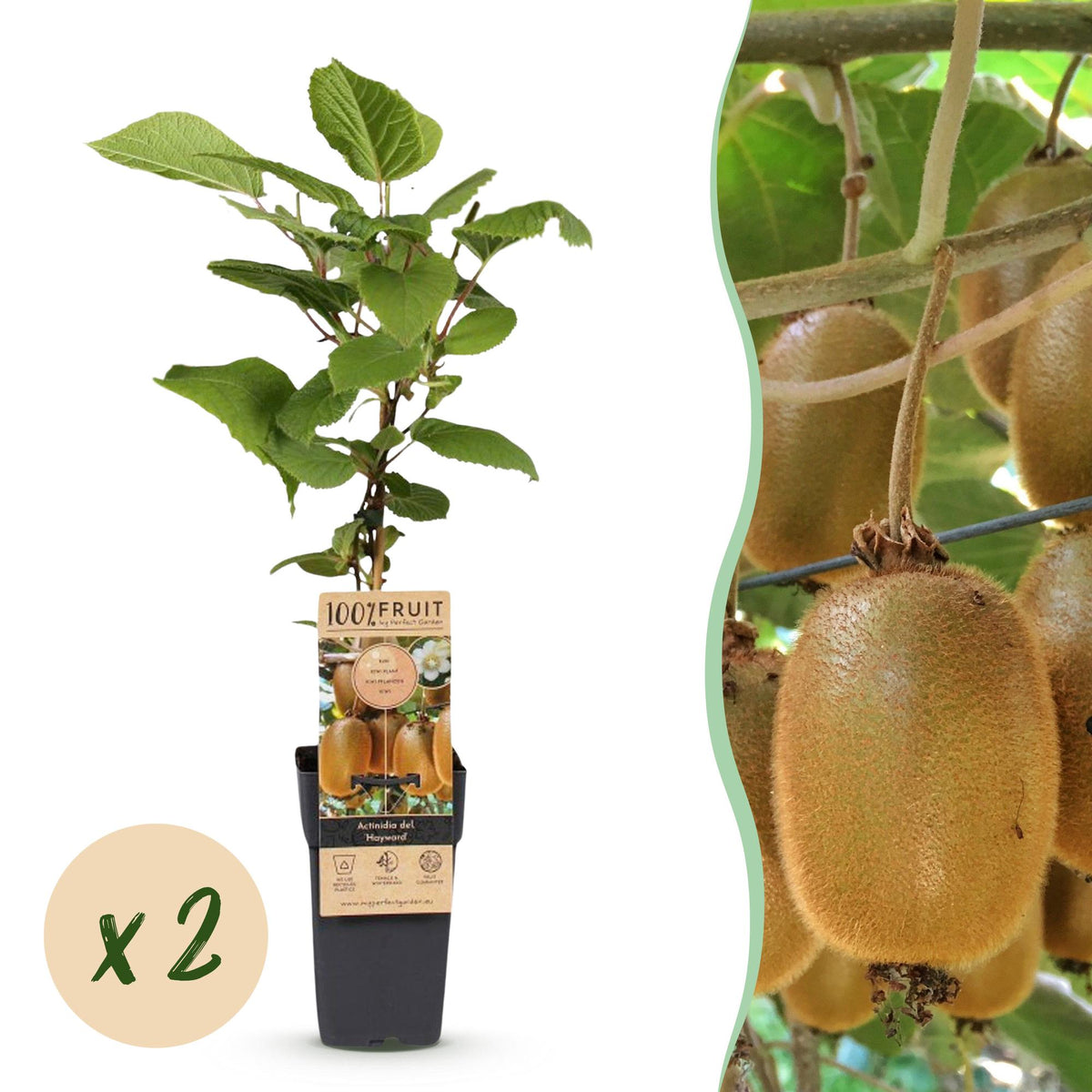 Green boutiQ - Fruit plant - Actinidia deliciosa Hayward - Kiwi plant - Female - Green Fruit - 2 Plants - Pot 15cm - Height 50cm 