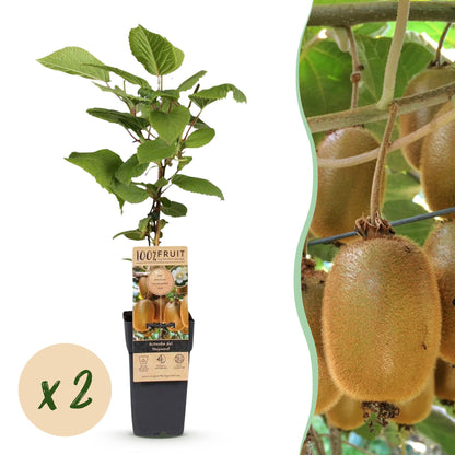 Green boutiQ - Fruit plant - Actinidia deliciosa Hayward - Kiwi plant - Female - Green Fruit - 2 Plants - Pot 15cm - Height 50cm 