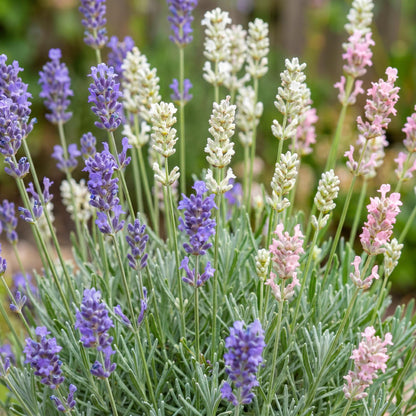 Lavendel 'Tricolour' – Lavandula 'Tricolour' – 6 Pflanzen – Topf Ø11cm – Ansicht 5
