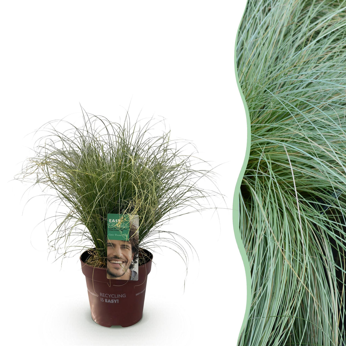GreenboutiQ - Ziergräser - Carex comans Frosted Curls - Grün - 1 Pflanze - Immergrün - Winterhart - Topf 17cm Höhe 50cm 