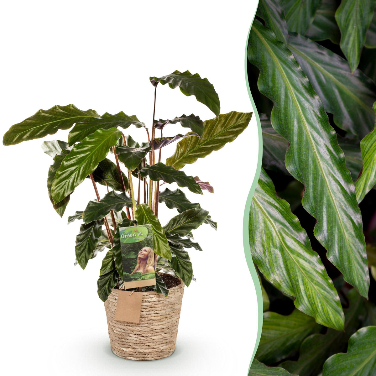 Samt-Korbmarante Calathea rufibarba im Naturkorb, Topf Ø17cm
