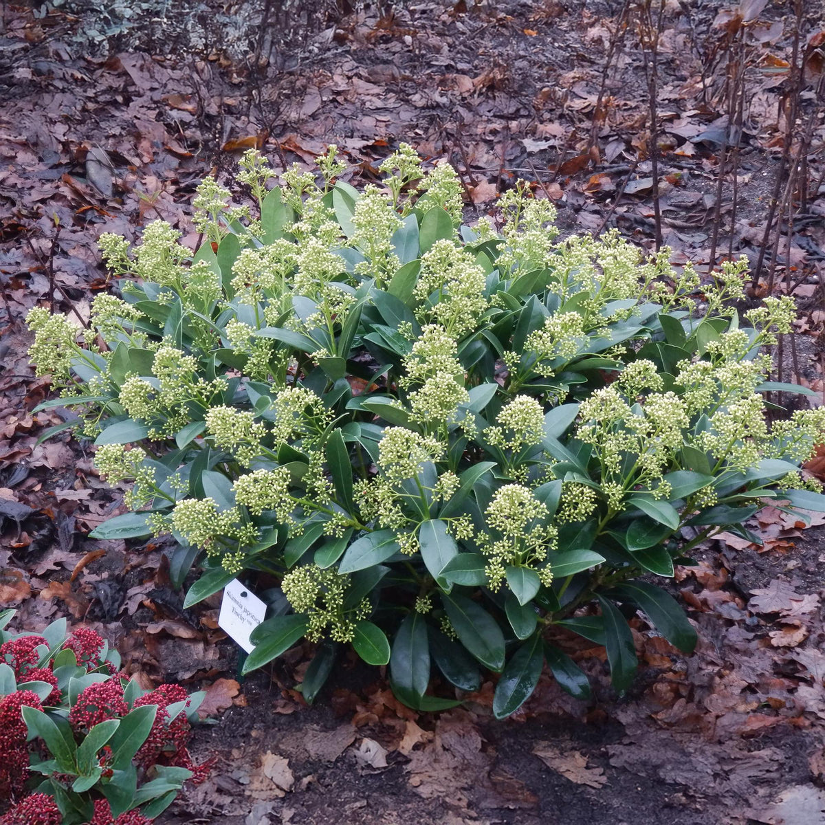 GreenboutiQ - Terrassenpflanze - Skimmia japonica Finchy - Blüte Weiß - 15+ Blüten - 2 Pflanzen - Winterhart - Topf 15cm Höhe 30cm 