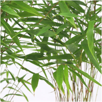 Fargesia Rufa – Nicht-Ausbreitender Bambus – Ø7cm – ↕15cm – 6 Pflanzen – Winterhart & Pflegeleicht – Für Hecken, Garten & Terrasse 