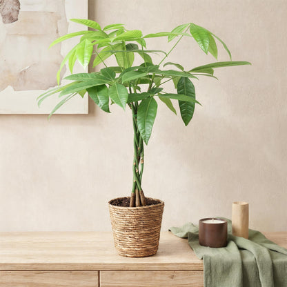 Green boutiQ - Zimmerpflanzen - Geflochtener Stamm Pachira Aquatica - Geldbaum - Wenig Pflege - Grün - 2 Pflanzen - Topf 17cm - Höhe 60-70cm 