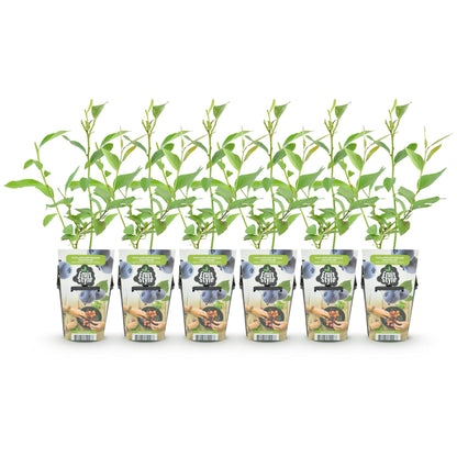 Blaubeere Vaccinium corymbosum Goldtraube winterhart 3 Pflanzen Ø9cm Höhe 30cm – Aromatische Heidelbeere für Garten Balkon & 