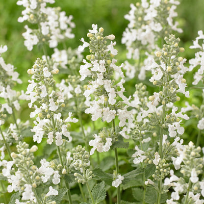 Katzenminze 'Snowflake' – Nepeta faassenii 'Snowflake' – Topf Ø11cm – Ansicht 5
