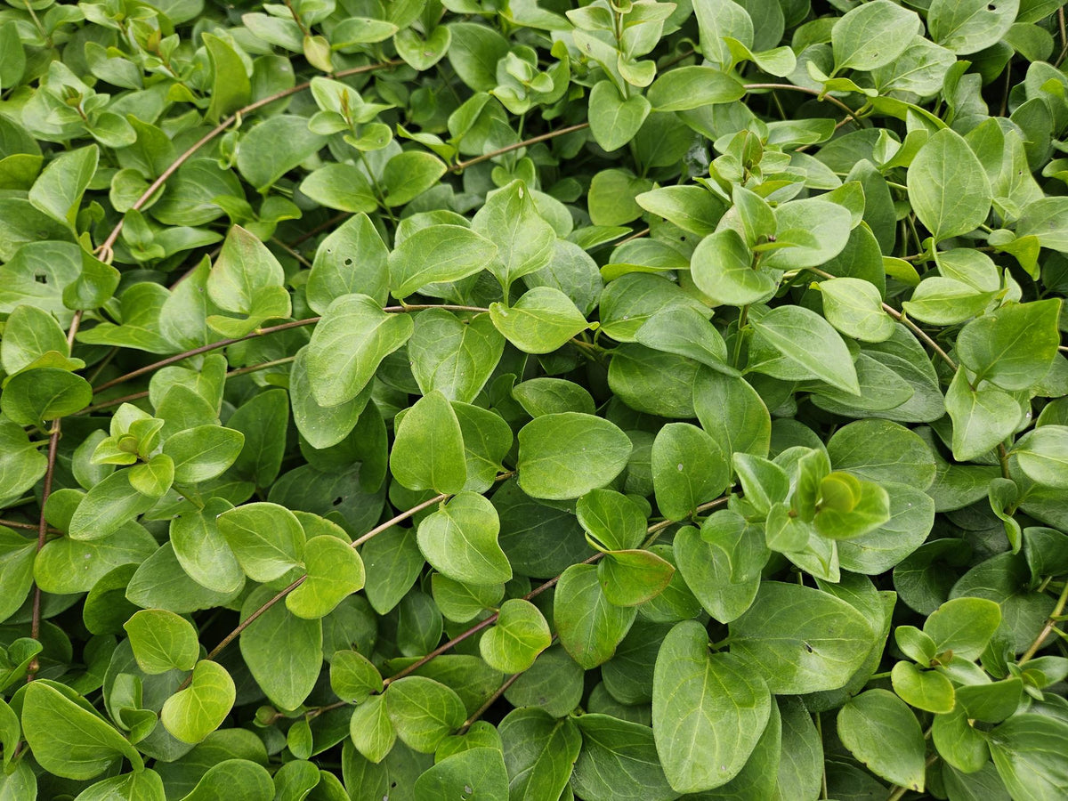 Großblättriges Immergrün Vinca major 'Alba' – Bodendecker – Ø9cm – ↕10-25cm – Weiße Blüten – pflegeleicht – Ansicht 12
