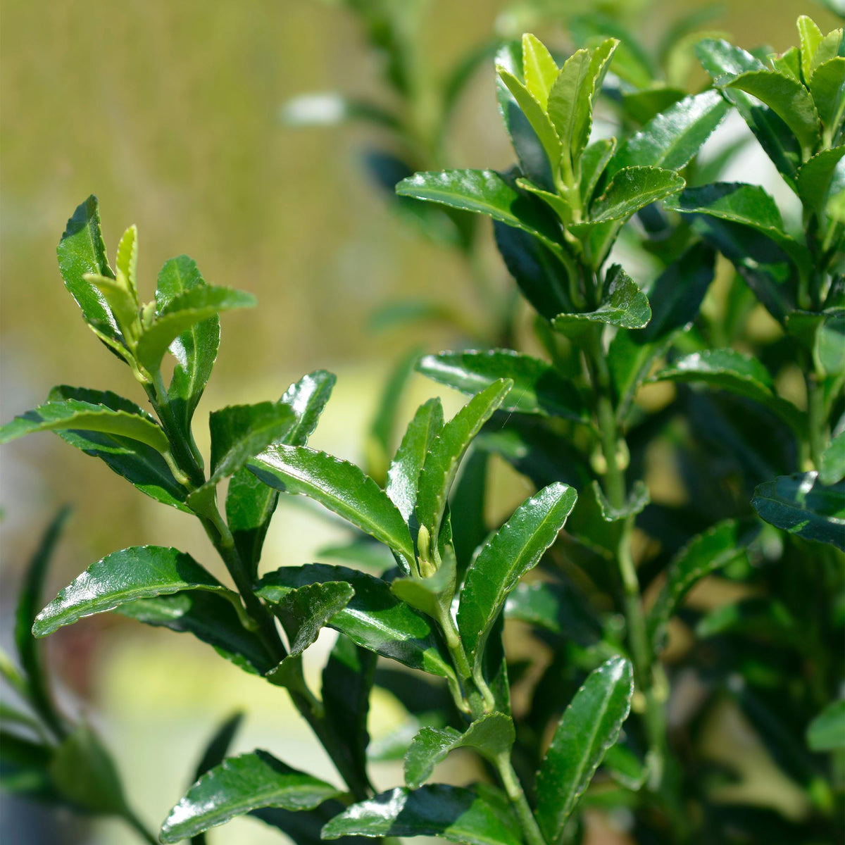 Immergrüner Japanischer Spindelstrauch – Euonymus japonicus 'Green Spire' – 8 Pflanzen für 1 Meter Hecke – Heckenpflanze 9cm – Höhe 20–25cm – Winterhart & Pflegeleicht 