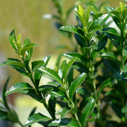 Immergrüner Japanischer Spindelstrauch – Euonymus japonicus 'Green Spire' – 8 Pflanzen für 1 Meter Hecke – Heckenpflanze 9cm – Höhe 20–25cm – Winterhart & Pflegeleicht 