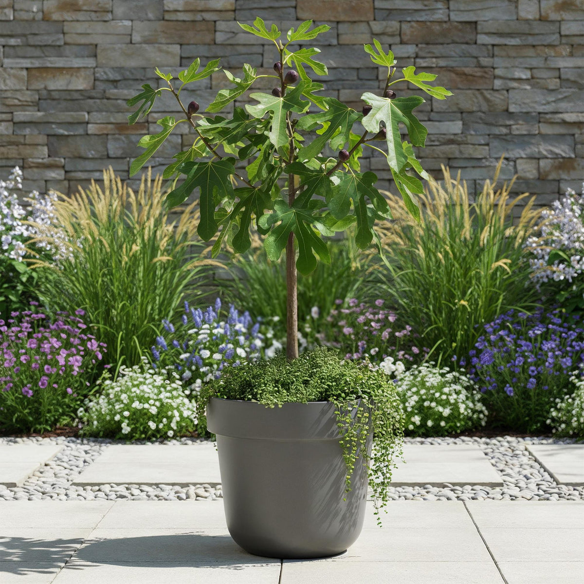 GreenboutiQ - Stamm Pflanze - Ficus carica Little Miss Figgy - Terrassen Pflanze - Laubabwerfend - Winterhart - Grüne Frucht - Topf 19cm Höhe 90cm 