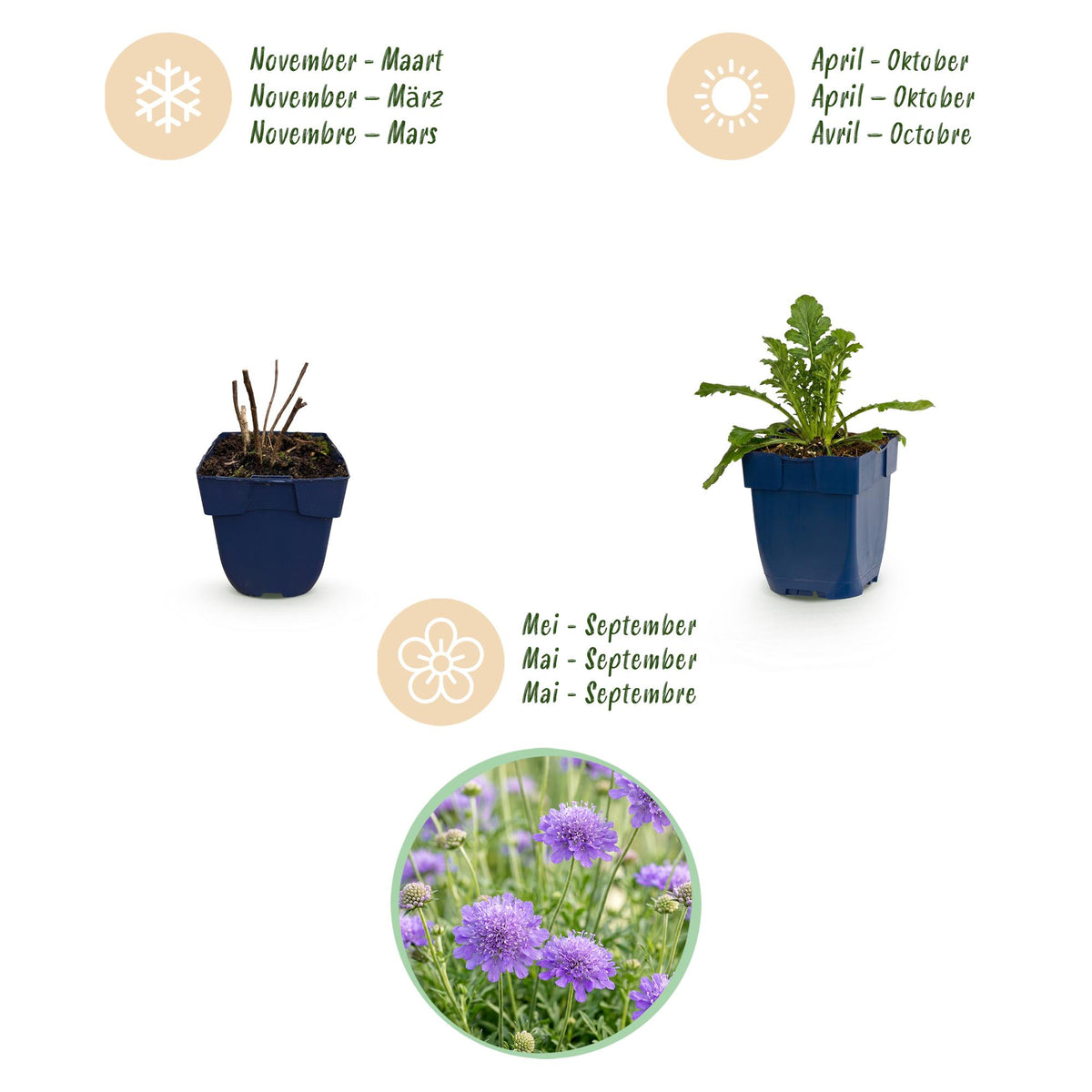 Skabiose 'Butterfly Blue' – Scabiosa columbaria 'Butterfly Blue' – Topf Ø11cm – Ansicht 4