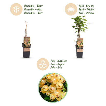 Green boutiQ - Fruit Plant - Ribes rubrum Witte Parel - Berry Plant - Hardy - White Currant - 2 Plants - Pot 15cm - Height 50cm 