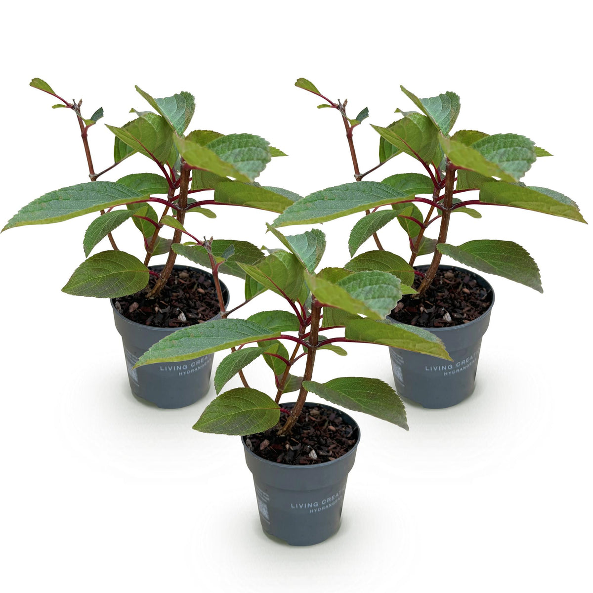 Green boutiQ - Gartenpflanze - Hydrangea panniculata Living Infinity - Rispenhortensie - Winterhart - Weiß - 3 Pflanzen - Topf 12cm - Höhe 20-30cm 