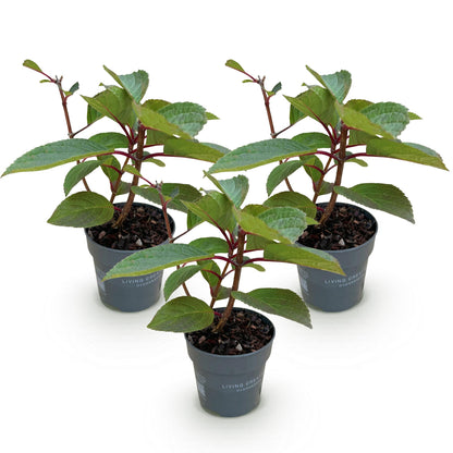 Green boutiQ - Gartenpflanze - Hydrangea panniculata Living Infinity - Rispenhortensie - Winterhart - Weiß - 3 Pflanzen - Topf 12cm - Höhe 20-30cm 