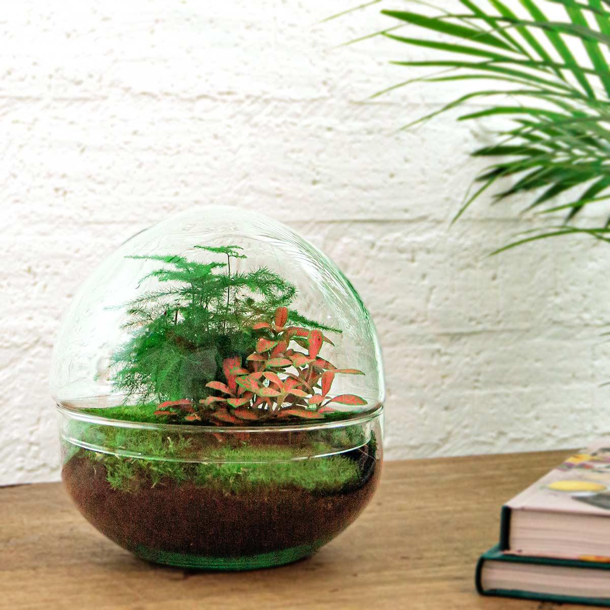 DIY Flaschengarten Set – Dome Glas Rot – Ø20 cm x H20 cm – Selbstversorgendes Pflanzterrarium mit Fittonia, Spargel & Moos – Mini-Ökosystem zum Selberbauen – Deko & Geschenkidee – Pflegeleicht 