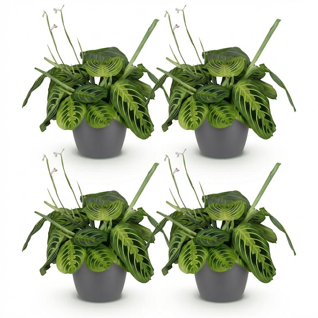 Maranta Fascinator Lemon Lime 2er Set Pflanzen Mit Weißem Topf Ø12cm Höhe ca.25cm Gebetspflanze Haustierfreundlich Pflegeleic