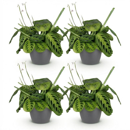 Maranta Fascinator Lemon Lime 2er Set Pflanzen Mit Weißem Topf Ø12cm Höhe ca.25cm Gebetspflanze Haustierfreundlich Pflegeleic