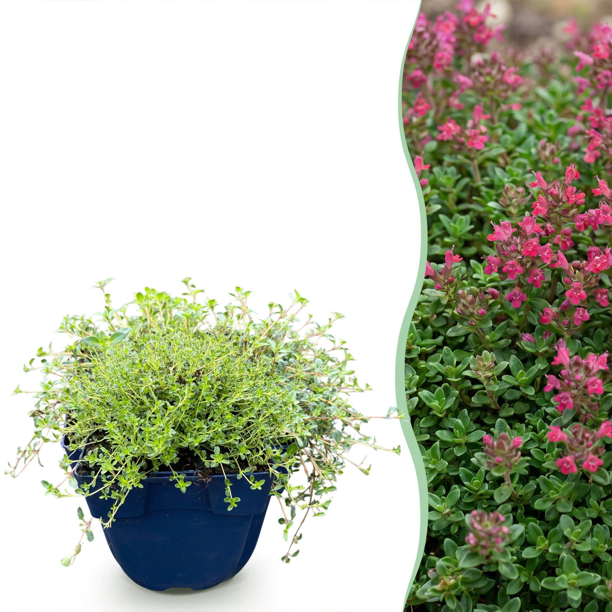 Kriech-Thymian 'Red Carpet' – Thymus praecox 'Red Carpet' – 6 Pflanzen – Topf Ø11cm
