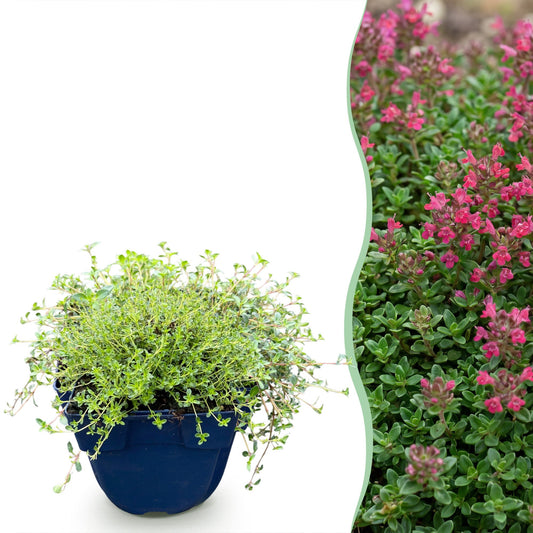 Kriech-Thymian 'Red Carpet' – Thymus praecox 'Red Carpet' – 6 Pflanzen – Topf Ø11cm
