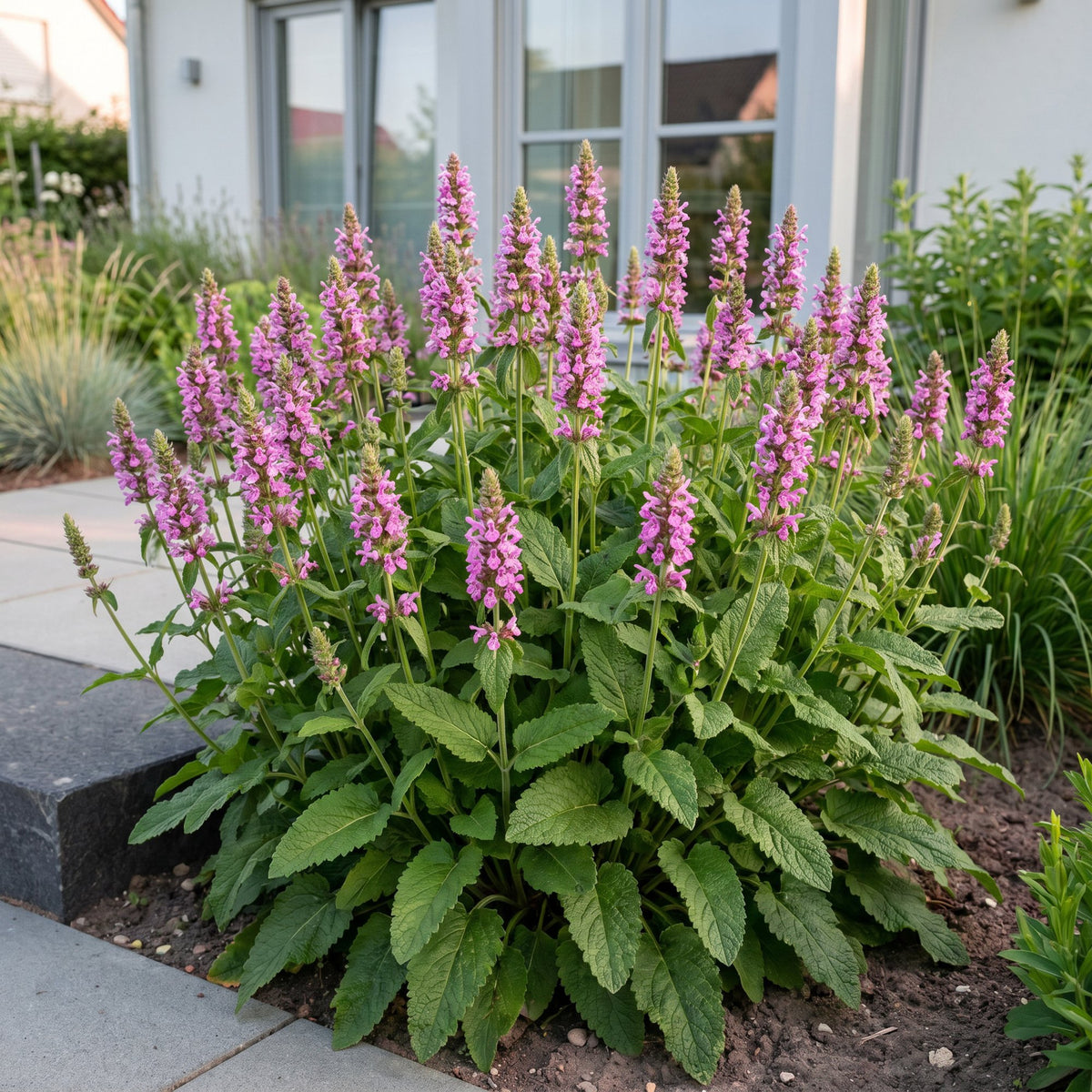 Ziest 'Ukkie' – Stachys officinalis 'Ukkie' – 6 Pflanzen – Topf Ø11cm – Ansicht 6