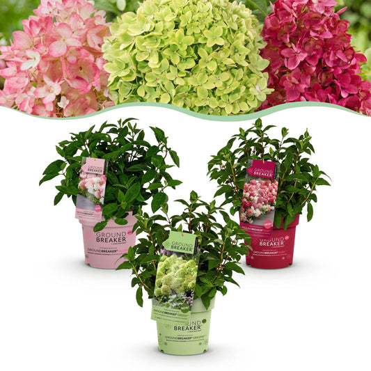 Green boutiQ - Gartenpflanze - Hydrangea panniculata Groundbreaker Blush -Greeny - Ruby - Rispenhortensie - Kompakt - Rosa-Grün-Rot - 3 Pflanzen - Topf 14cm - Höhe 20-25cm 
