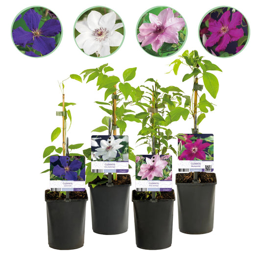 Kletterpflanze Clematis Rainbow – Mehrfarbige Blüten Rosa Weiß Lila Rot – Wenig Pflege – 4 Pflanzen – 11 cm Höhe 40 cm – Für Garten, Balkon & Pergolen 