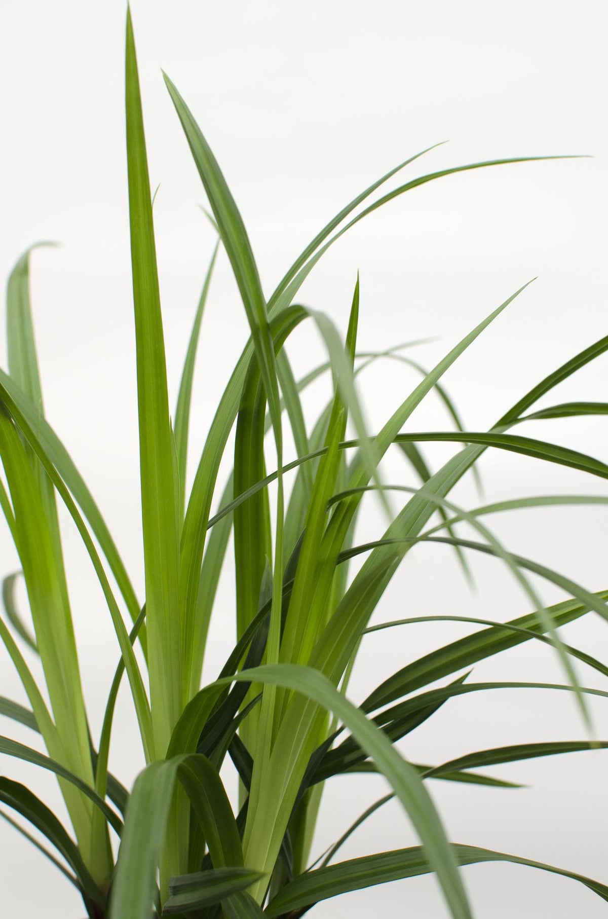 3x - Carex morrowii 'Irish Green' - ↨30cm - Ø14 