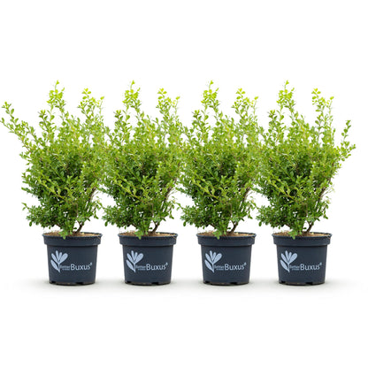GreenboutiQ - Buxus Hecke - BetterBuxus Babylon Beauty - Resistenz gegen die Buxuskrankheit - 4 Pflanzen - 1 laufender Meter - Topf 19cm Höhe 50-55 