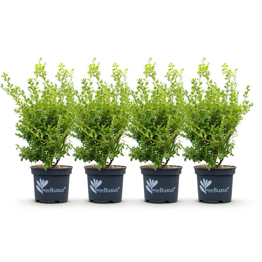 GreenboutiQ - Buxus Hecke - BetterBuxus Babylon Beauty - Resistenz gegen die Buxuskrankheit - 4 Pflanzen - 1 laufender Meter - Topf 19cm Höhe 50-55 