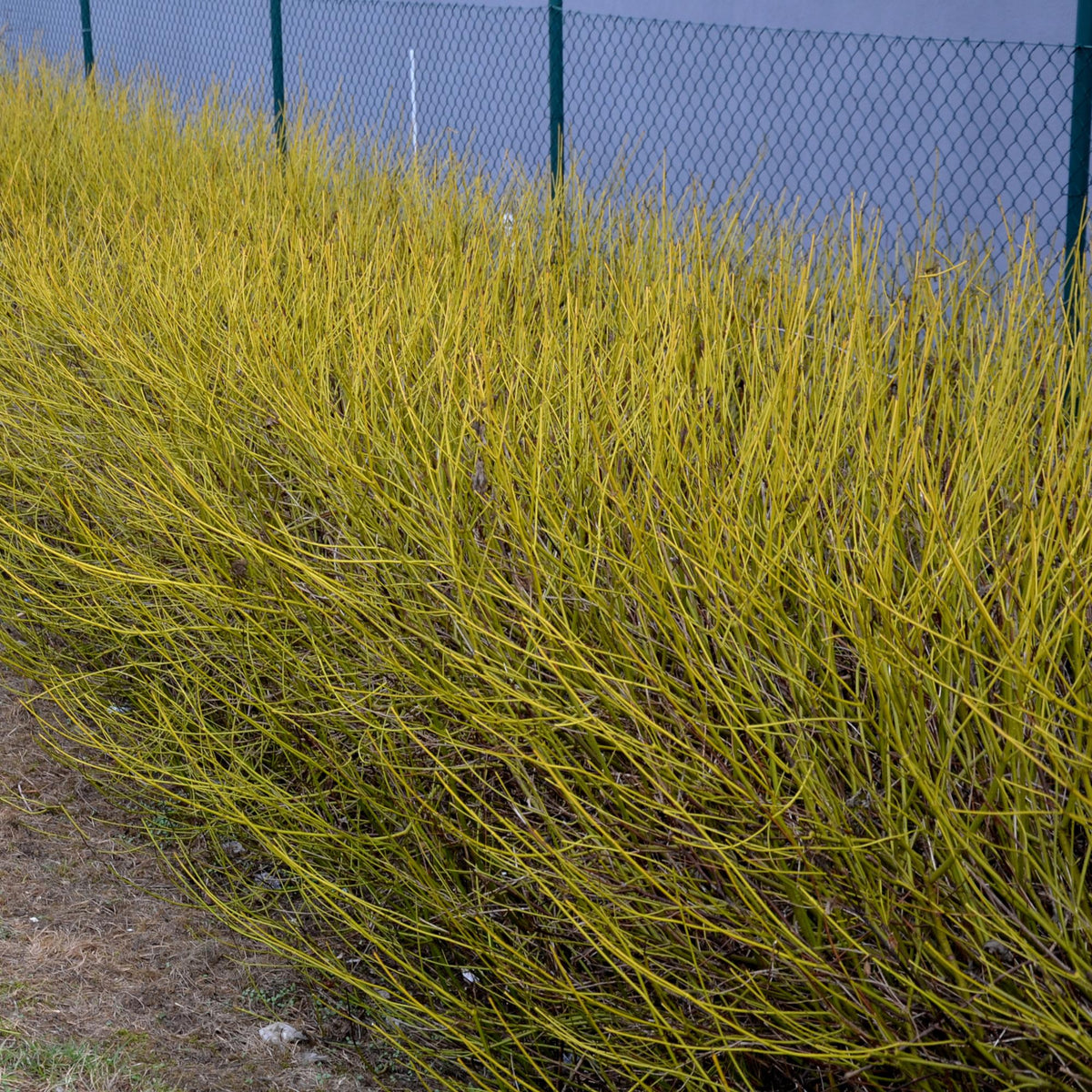 GreenboutiQ - Sträucher - Cornus alba Flaviramea - Grüne Zweige - 1 Pflanze - Laubabwerfend - Wenig Pflege - Topf 17cm Höhe 45cm 