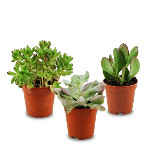 Mini Sukkulenten Mix 3 Pflanzen Ø5,5cm Höhe5–10cm – Pflegeleichte Mini-Sukkulenten mit fleischigen Blättern – Ideal für sonnige Wohnräume & Dekoschalen 