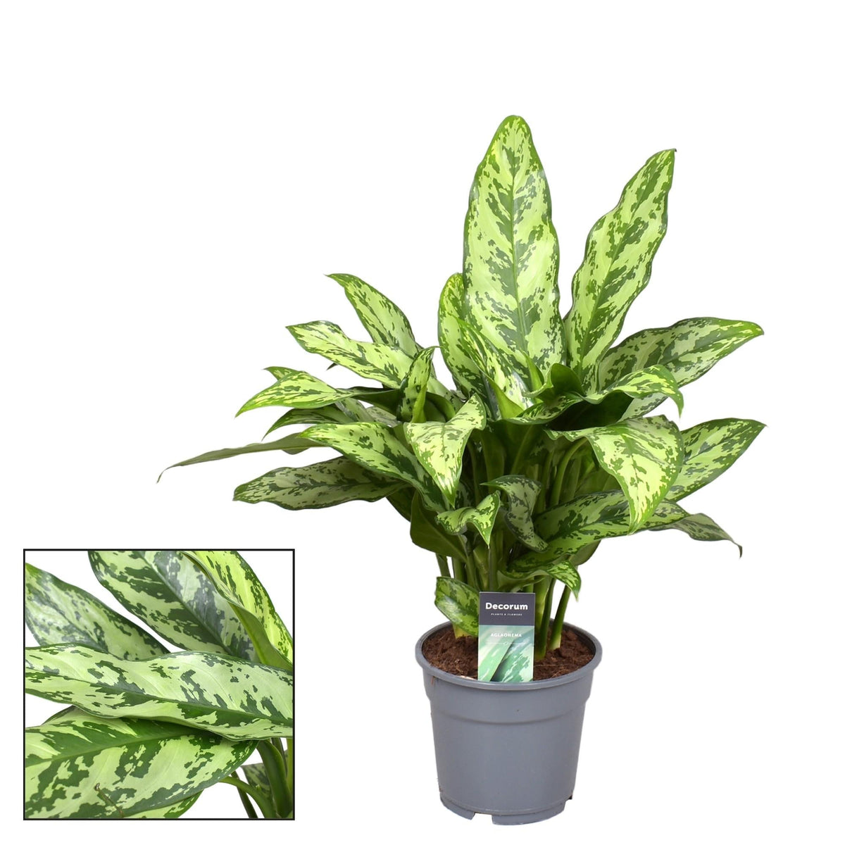 Aglaonema Romeo – Kolbenfaden - Ø17cm – ↕60cm – Pflegeleichte Zimmerpflanze mit dekorativem Laub – Luftreinigende Blattschmuckpflanze – Für Wohnzimmer, Büro & Schlafzimmer 