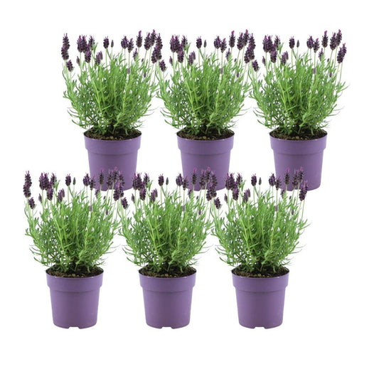 Echter Lavendel Lavandula stoechas Anouk – 6 Pflanzen – Duftender Schopflavendel – Ø12 cm – Winterhart – Für Garten, Terrasse & Balkon 