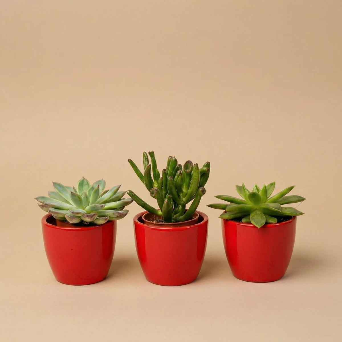 Sukkulenten Set 3er mit rotem Mini-Topf - ↑ 8–12 cm 